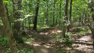 В Чувашии повреждены 17 лиственниц — ущерб оценивается в 750 тысяч рублей