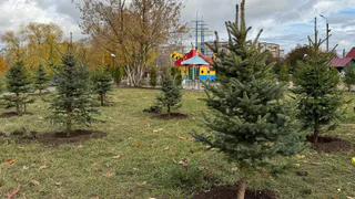 Во Владимире стало больше на 50 туй и 18 сизо-голубых елей