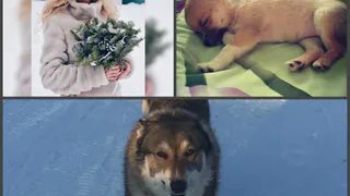 Инстаграм рязанцев: невеста, собака-улыбака и кроха