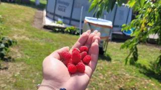 Грядки забьются красной и сладкой малиной - дешевая подкормка на май