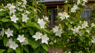 Сад для ленивых: 11 цветов, которые растут сами по себе - нужно лишь посадить и радоваться