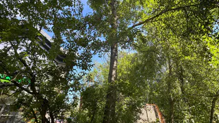 Как сыктывкарцам подготовиться к нашествию тополиного пуха