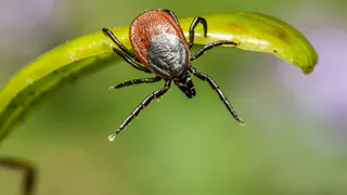 В Собинском районе не провели противоклещевые обработки общественных мест