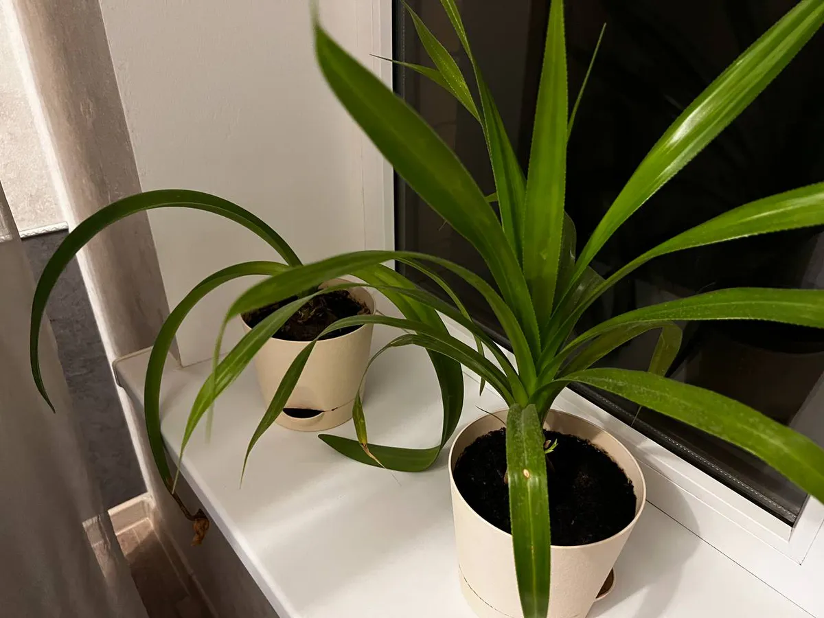 В дом придут деньги и счастье: просто поставьте этот цветок на подоконник