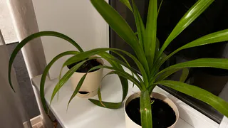 Самый популярный домашний цветок, оказывается, приносит в дом несчастье и ссоры