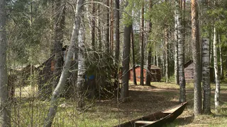 Число лосей и косуль значительно выросло в Рязанской области за шесть лет