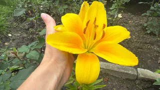 Будет цвести до Нового года: этот цветок не страшится мороза и снега