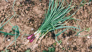 До 1 июня чесноку — обязательно: 40 мл в воду — и головки вырастут размером с арбуз, крупными, ядреными и сочными