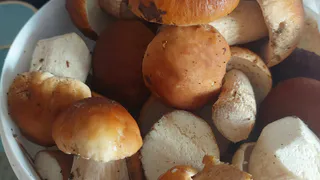 Рязанские леса удивили грибников ранними маслятами