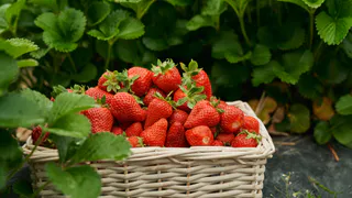 Ягоды собираю целыми ведрами: разводим 10 капель в воде — и поливаем клубнику