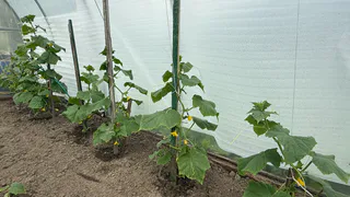 Огурцы «дуреют» от этой прикормки: уже 2 года собираю по 15 кг плодов с куста – лучшие методы от агрономов