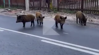 Под Рязанью компания кабанов вышла к людям, прогулялась по дороге и попала на камеры