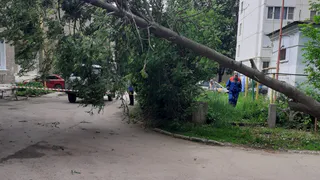 Ствол рухнул на провода: в Приокском ветер повалил дерево