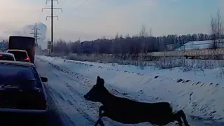 В Рязани косуля пыталась перебежать через дорогу и угодила в пробку