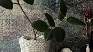 В декабре для фикуса Бенджамина - обязательно: 1 ложка на 1 л. теплой воды – и листья крепкие, яркие, крупные