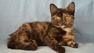 Дай лапку: Игорек, Черри и Принц ищут хозяев