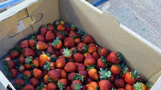 Яд в клубнике: к чьей ягоде стоит отнестись с осторожностью