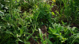 Сорняки мгновенно завянут: разведите стакан на ведро и полейте вечером - не узнаете свой огород