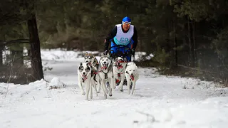 В Ковровском районе состоится чемпионат России по гонкам на собачьих упряжках