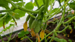 В 2026 году посажу только эти огурцы — эксперименты надоели, урожай стабилен каждый сезон