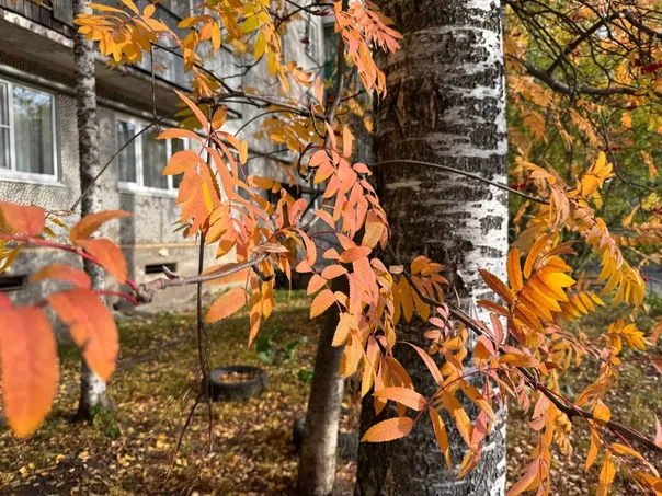 Челябинская область готовится к необычной осени: ожидается +20 и снег одновременно