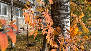 Челябинская область готовится к необычной осени: ожидается +20 и снег одновременно