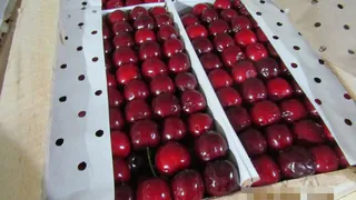  Тонна абрикосов, черешни и перца из Узбекистана не пропущена в Челябинскую область