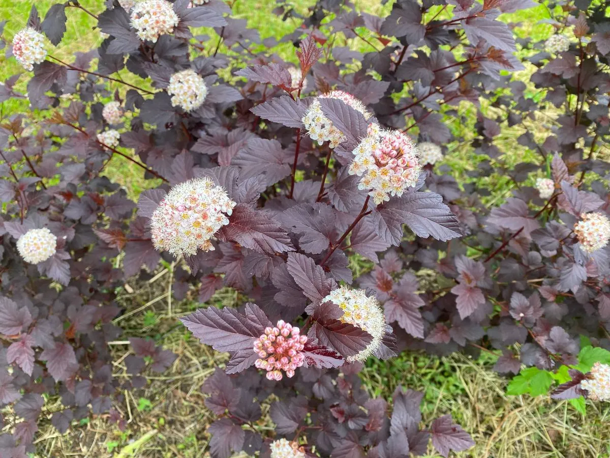 3 июля Челябинская область остается во власти осадков