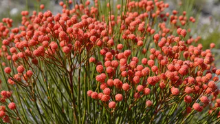 Крестьянин-бессеребренник сколотил состояние на местном хвойнике: Сначала соседи крутили у виска - потом захотели долю