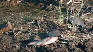 Экоактивисты: речка Быстрица рядом с Рязанью отравлена, там гибнет рыба