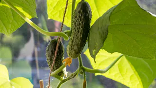 Огурцы «затопят» урожаем: сыплю одну ложку под корень — плодоносят до октября