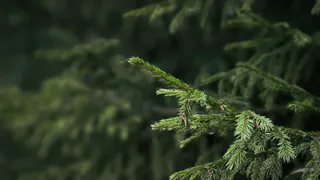 Предпринимателям Челябинской области начали выписывать штрафы: рейд по елочным базарам выявил нарушения