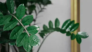 Где поставить замиокулькас, чтобы он цвел, активно разрастался и привлекал в дом благополучие - запомните раз и навсегда