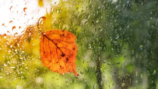 8 ноября жителям Пензенской области прогнозируют дожди