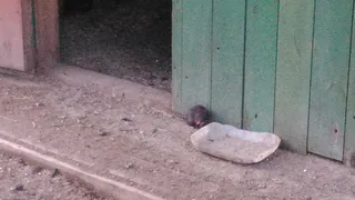 "В некотором царстве" бегают крысы, администрация не в курсе