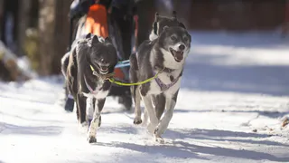 Владимирские спортсмены взяли семь медалей на чемпионате России по ездовому спорту