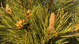 Сосновые иголки заливаю уксусом — всю зиму не нарадуюсь своей хитрости: потрясающий совет для домохозяек