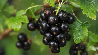 Сажаю рядом со смородиной 3 соседей - тля совсем исчезла, ягоды собираю тоннами