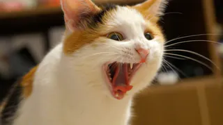 Горячие пушистики лета: помогите определить победителя!