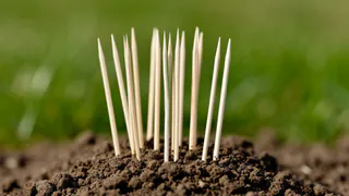 Вставляю зубочистку в землю – и томаты сами говорят, когда их полить: секрет, который спасет от засухи каждый год