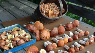 Сколько нужно варить грибы до готовности: запомните это время раз и навсегда