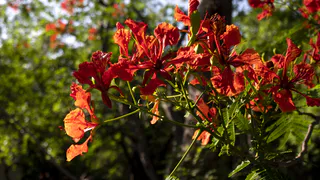Неубиваемый многолетник – будет радовать все лето яркими цветами, а в уходе почти не нуждается