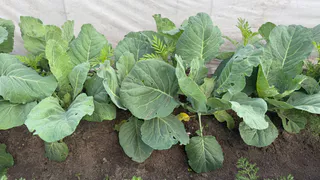 10 литров на 5 ложек: опрыскиваю в июле капуста - белокрылка покинула огород, а личинки усохли — целые листочки до конца сезона