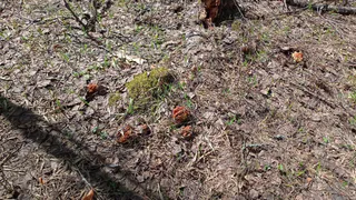 Жители Рязанской области начали сезон сбора грибов