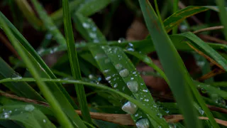 Во Владимирской области ожидается дождь