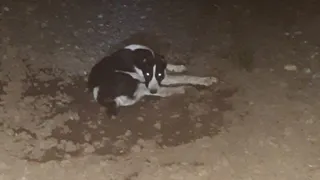 Под Рязанью алабая сбил поезд - неравнодушные подкармливают собаку