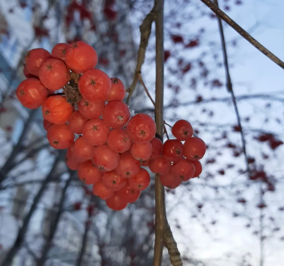 Ветер порывами до 15-18 м/с, гололедица и снежная каша
