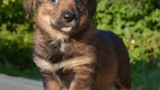 Дай лапку: Лиза, Маська и Белый ищут новый дом