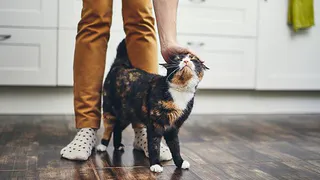 Приметы и запреты на 14 января: кошки сегодня в фаворе