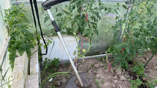 Сжигаю табачную шашку в теплице дедовым способом: избавляюсь от вредителей до лета - кусты всю зиму набирают силу 